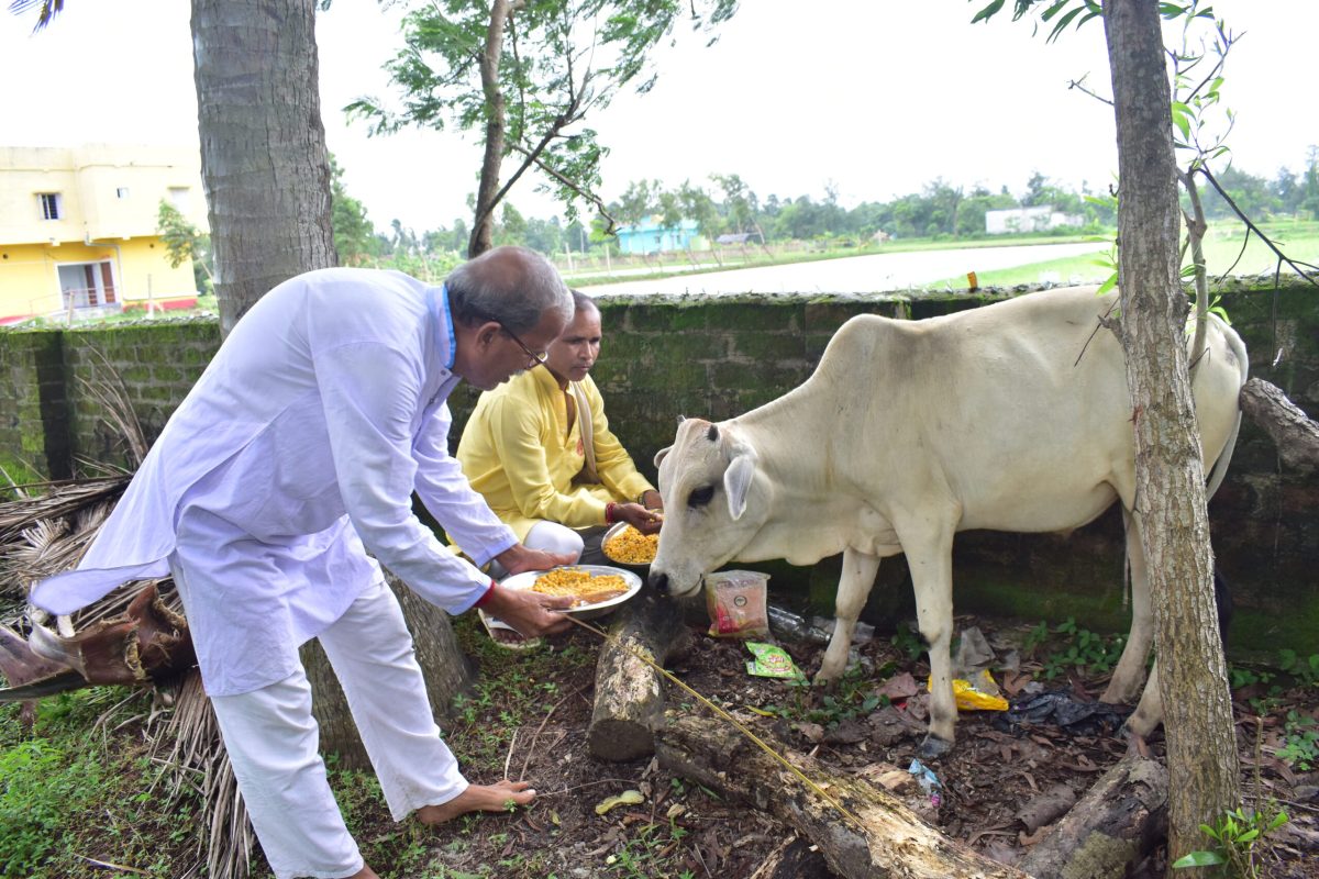 Participant performing Gou Seva during a spiritual retreat at Kriya Yoga Wellness, Gangasagar
